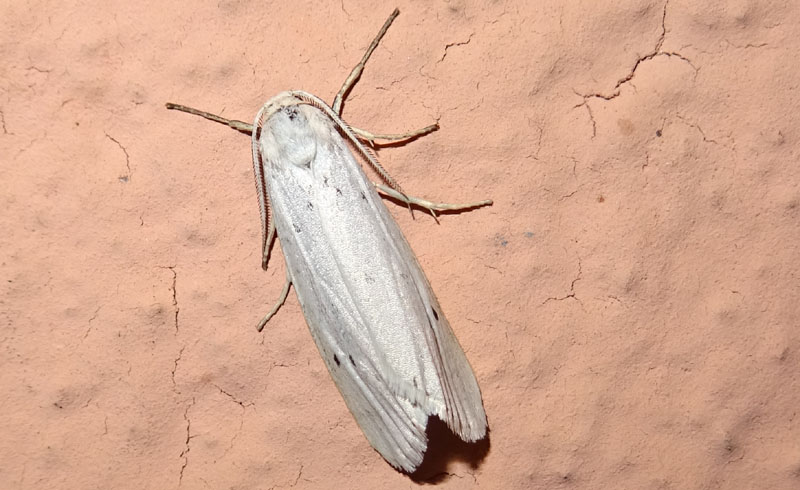 Coscinia cribaria - Erebidae Arctiinae